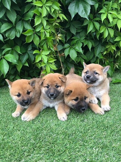 Japanese Shiba Inu Puppies Image eClassifieds4u