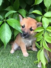 Sweet Japanese Shiba Inu Puppies Image eClassifieds4u 2