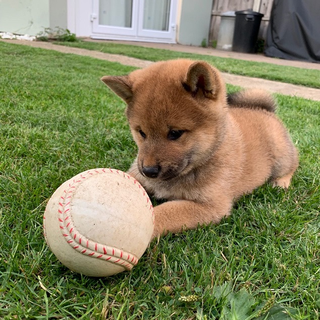 Sweet Japanese Shiba Inu Puppies Image eClassifieds4u