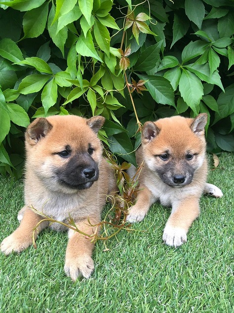 Sweet Japanese Shiba Inu Puppies Image eClassifieds4u
