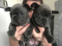 Pure Breed French Bulldog Puppies. text 203-297-8162