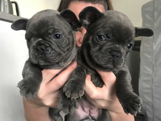 Pure Breed French Bulldog Puppies. text 203-297-8162 Image eClassifieds4u