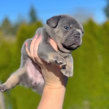 adorable and lovely english bull dogs for sale