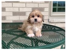Breathtaking Ckc Lhasa Apso Puppies Available