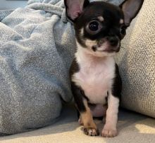 Energetic Ckc Chihuahua Puppies Available
