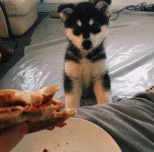 Energetic Ckc pomsky Puppies Available