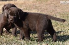 Fantastic Ckc Labrador Retriever Puppies Available