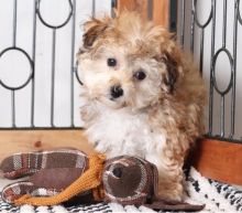 Smart Ckc Morkie Puppies Available