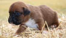 Adorable Ckc Boxer Puppies Available [ dowbenjamin8@gmail.com]