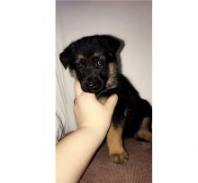 Astounding Ckc German Shepherd Puppies Available [ dowbenjamin8@gmail.com]