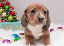 Dramatic Ckc Dachshund Puppies Available