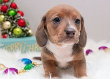 Dramatic Ckc Dachshund Puppies Available [ dowbenjamin8@gmail.com]