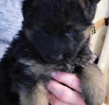 Fabulous Ckc German Shepherd Puppies Available