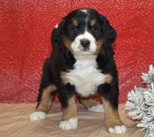 Staggering Ckc Bernes Mountain Puppies Available