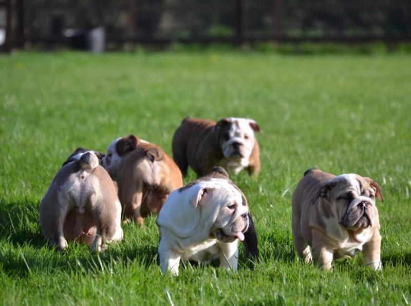 Adorable English Bulldog Image eClassifieds4u