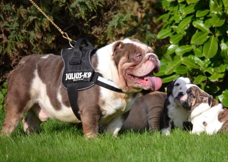 Adorable English Bulldog Image eClassifieds4u