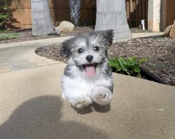 Astounding Ckc Havanese Puppies Available [ dowbenjamin8@gmail.com] Image eClassifieds4u