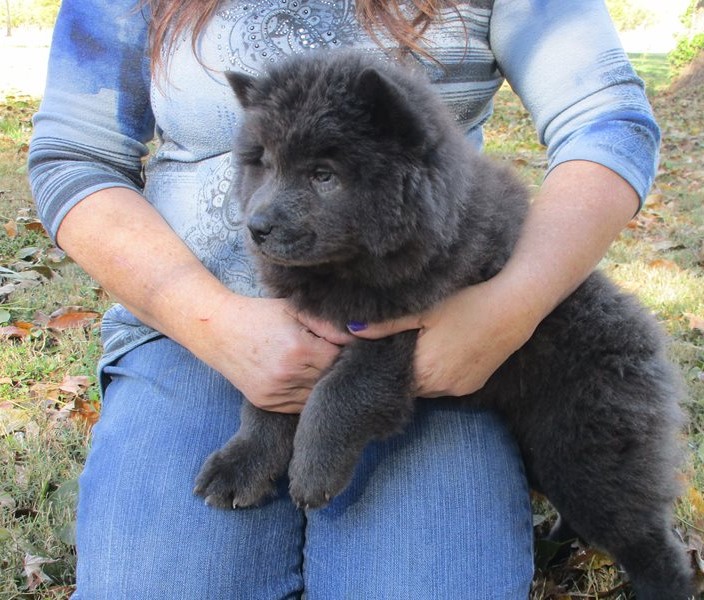 Ckc Boston Chow Chow Email at us [ dowbenjamin8@gmail.com ] Image eClassifieds4u