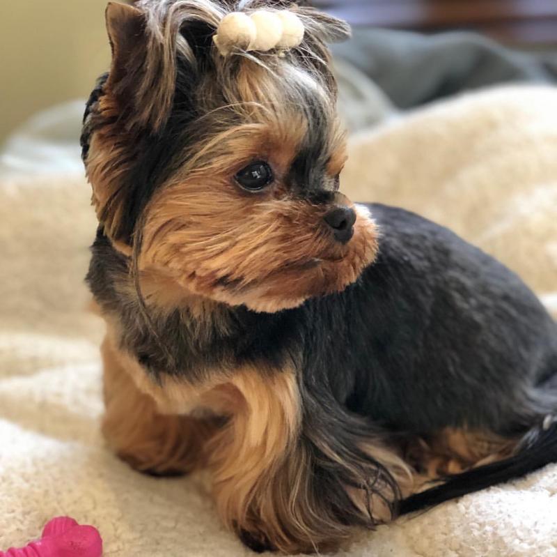 Enchanting Ckc Yorkie Puppies Available [ dowbenjamin8@gmail.com] Image eClassifieds4u