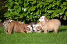 Adorable English Bulldog Image eClassifieds4u 3