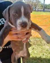  Charming Ckc American Pitbull Terrier Puppies  