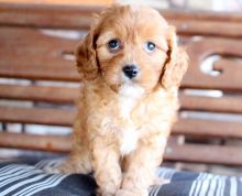   Ckc  Cavapoo   Puppies For Adoption Email at    [ dowbenjamin8@gmail.com ]