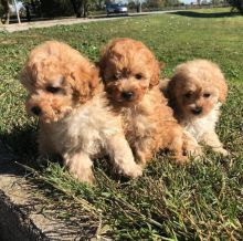   Ckc   Toy Poodle  Puppies    Email at us    [ dowbenjamin8@gmail.com ]