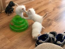 Cute Ragdoll Kittens Available