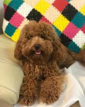  Fabulous Ckc Toy Poodle Puppies For Re-Homing 