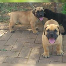 Adorable Boerboel puppies Available