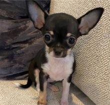 Ckc   Chihuahua  Puppies     Email at    [ dowbenjamin8@gmail.com ]