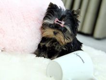 Enchanting   Ckc Yorkie Puppies Available