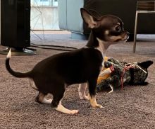 Energetic Ckc  Chihuahua Available For Adoption