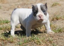 Energetic Ckc Pitbull Terrier Puppies Available For Adoption