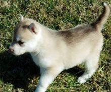 Sensational  Ckc   Siberia Husky Puppies  Email at us   [  dowbenjamin8@gmail.com ]