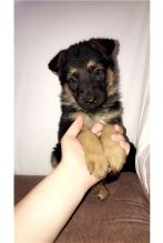 Smart German Shepherd    Puppies   Email at us    [ dowbenjamin8@gmail.com ]