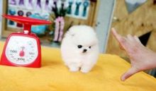 T-Cup Pomeranian Puppies For A Good Home