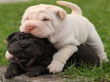 Wrinkled Shar-Pei puppies