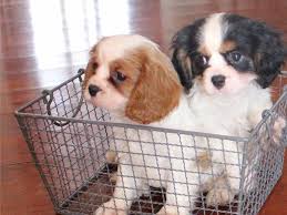 Cavalier king charles spaniel Puppies available Image eClassifieds4u