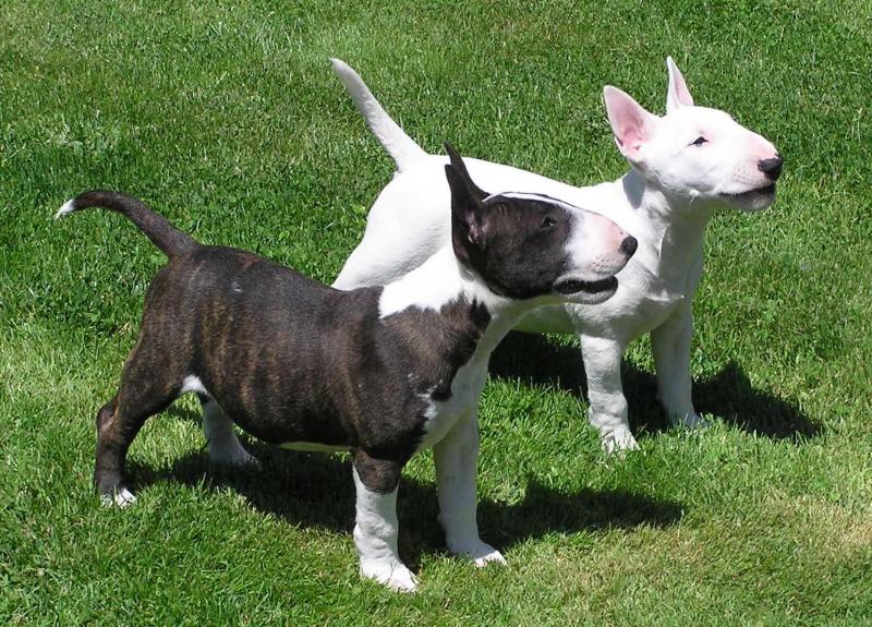 Cute Bull Terrier Puppies Available Image eClassifieds4u