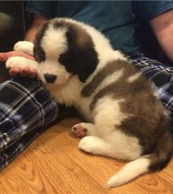 Beautiful St Bernard Pups available Image eClassifieds4u 2