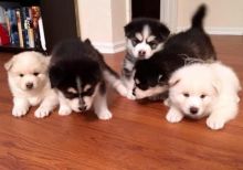 Pomsky Puppies Available Image eClassifieds4u 2