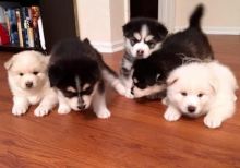 Pomsky Puppies Available Image eClassifieds4u 2