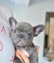  Ckc French Bulldog  Puppies   For Re-Homing Email at us    [ dowbenjamin8@gmail.com ]