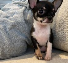  Energetic Ckc   Chihuahua Puppies  Email at us    [ dowbenjamin8@gmail.com ]