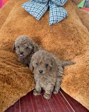 Fabulous Ckc  Toy Poodle Puppies    Email at us   [ dowbenjamin8@gmail.com ]