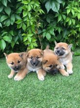 Shiba Inu puppies ready for new approved loving homes