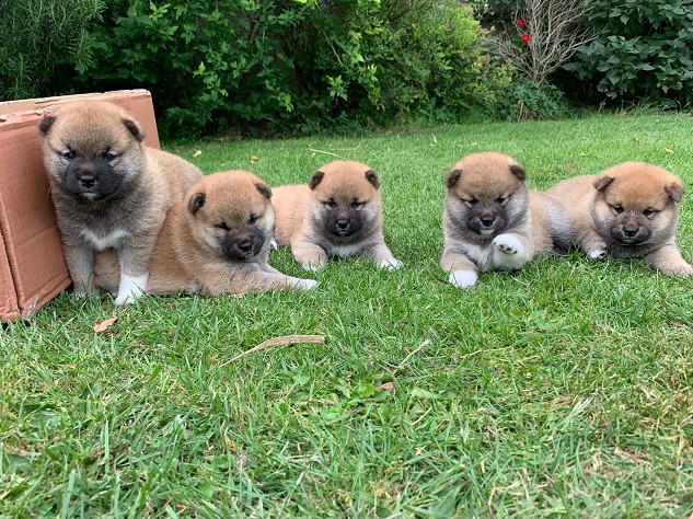 Shiba Inu Puppies for rehoming Image eClassifieds4u