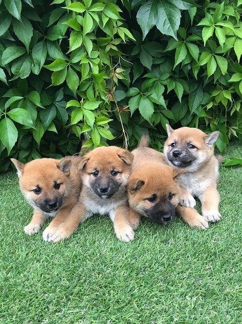 Shiba Inu puppies ready for new approved loving homes Image eClassifieds4u