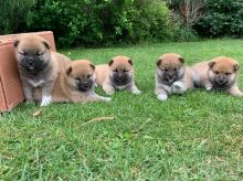 Males and females Shiba Inu Puppies